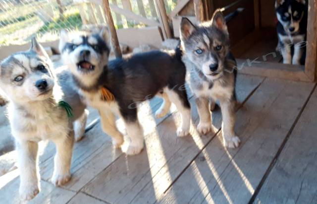 Magnifiques chiots Husky de Sibérie à vendre