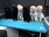 Chiots grands Caniches à vendre