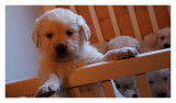 Chiots Golden Retriever à réserver