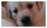 Chiots Golden Retriever à réserver