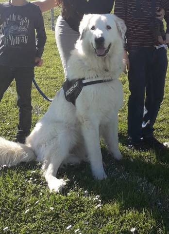 Chien adulte de type Berger des Pyrénées Mâle à donner