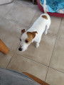 Jack Russel LOF disponible pour saillie