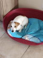Jack Russel LOF disponible pour saillie