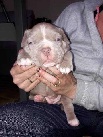 Chiot male lilac American Bully Pocket