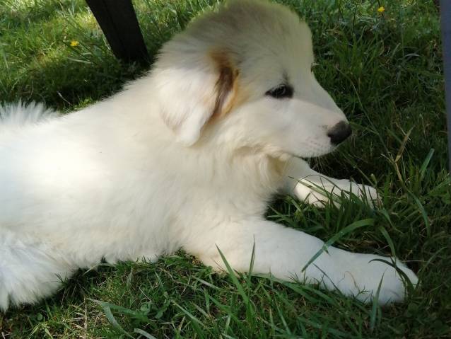 2 Chiots Femelles Patous LOF à vendre : Petite Annonce chien