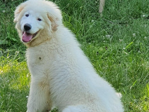 Chien de Montagne des Pyrénées : caractère et éducation, santé et ...