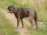De race Cane Corso disponible pour saillie