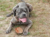 De race Cane Corso disponible pour saillie
