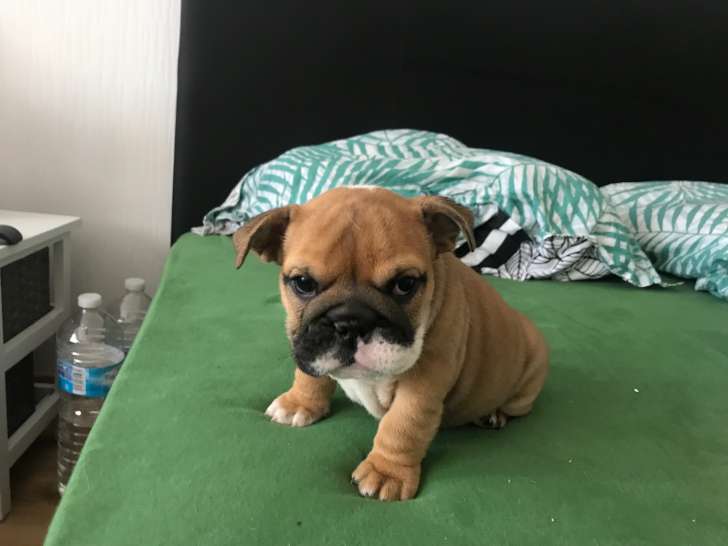 Chiots Bulldogs anglais disponibles fin avril 2019