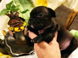 Merveilleurx chiots Bouledogue Français LOSH à vendre