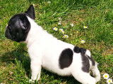 Merveilleurx chiots Bouledogue Français LOSH à vendre