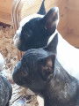 Merveilleurx chiots Bouledogue Français LOSH à vendre
