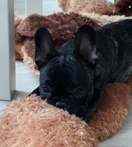 Chiots Bouledogue Francais Losh A Vendre Petite Annonce Chien