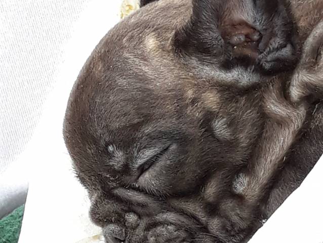 Chiots Bouledogue Francais Losh A Vendre Petite Annonce Chien