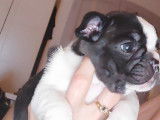 Merveilleurx chiots Bouledogue Français LOSH à vendre