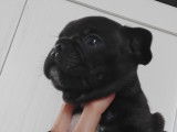 Merveilleurx chiots Bouledogue Français LOSH à vendre