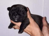 Merveilleurx chiots Bouledogue Français LOSH à vendre