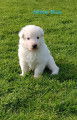 Adorables chiots Bergers Blancs Suisses à réserver