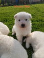 Adorables chiots Bergers Blancs Suisses à réserver