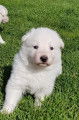 Adorables chiots Bergers Blancs Suisses à réserver