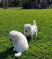 Adorables chiots Bergers Blancs Suisses à réserver