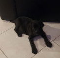 Chiots de race Cane Corso à vendre (2 mâles)