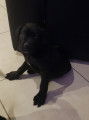 Chiots de race Cane Corso à vendre (2 mâles)