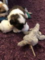 Chiots de type Shih Tzu à vendre (2 mâles)
