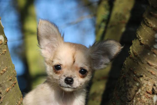 Chiots Chihuahua mâle LOF en vente