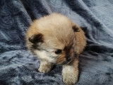 Chiots de race Spitz Allemand &agrave; vendre (2 femelles & 3 m&acirc;les)