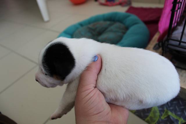 Chiots type Jack Russell à vendre
