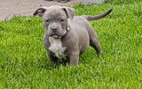3 chiots American Bully à vendre (2 Femelles & 2 Mâles)