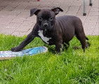 3 chiots American Bully à vendre (2 Femelles & 2 Mâles)