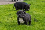 3 chiots American Bully à vendre (2 Femelles & 2 Mâles)