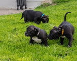 3 chiots American Bully à vendre (2 Femelles & 2 Mâles)