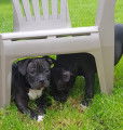 3 chiots American Bully à vendre (2 Femelles & 2 Mâles)