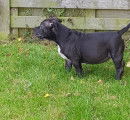 3 chiots American Bully à vendre (2 Femelles & 2 Mâles)