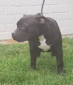 3 chiots American Bully à vendre (2 Femelles & 2 Mâles)