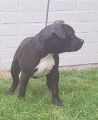 3 chiots American Bully à vendre (2 Femelles & 2 Mâles)