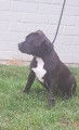 3 chiots American Bully à vendre (2 Femelles & 2 Mâles)