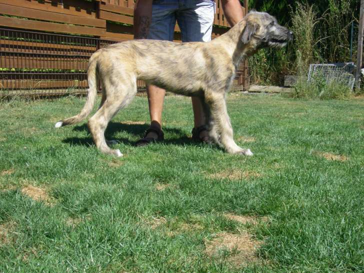 Chiots Irish Wolfhound mâle à vendre