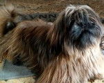 Superbe shih tzu LOF, 2 ans