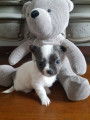 Chiots Chihuahua LOF m&acirc;les &agrave; vendre