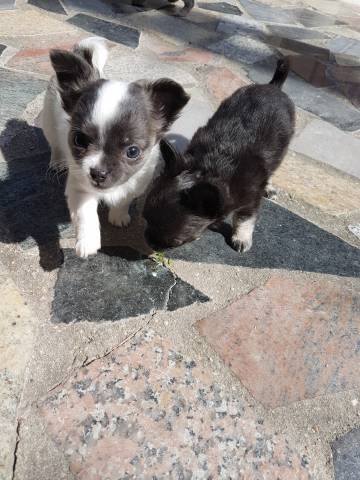 Chiots Chihuahua LOF mâles à vendre