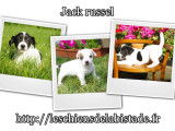 Chiots Jack Russell en vente