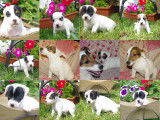 Chiots Jack Russell en vente