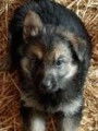 Chiots Bergers Allemand ancien type à vendre