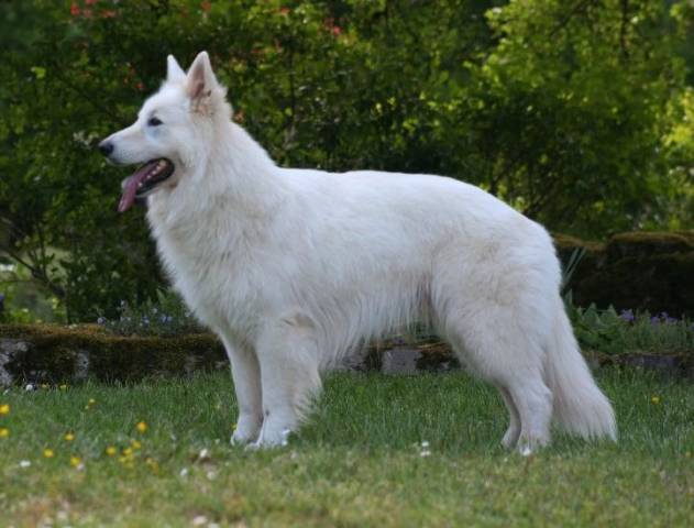 Must Berger Blanc Suisse Disponible Pour Saillie Petite