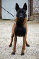Chiots Bergers Malinois gros gabarit et très foncés à vendre