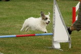 Oria chienne d'agility